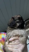 Ernie cavatzu, a male Cavalier King Charles Spaniel for sale in Preston, MN – 4 of 8