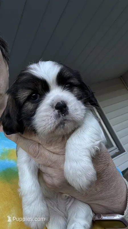 Buddy – Cavalier King Charles Spaniel puppy for sale in Preston, MN