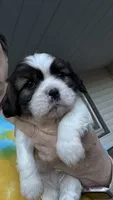 Buddy, a male Cavalier King Charles Spaniel for sale in Preston, MN – 1 of 7