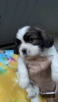 Buddy, a male Cavalier King Charles Spaniel for sale in Preston, MN – 7 of 7