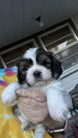 Toby cavatzu, a male Cavalier King Charles Spaniel for sale in Preston, MN – 6 of 7