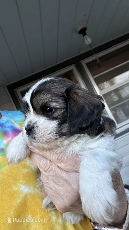 Toby cavatzu – Cavalier King Charles Spaniel puppy for sale in Preston, MN