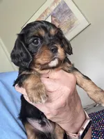 Murphy, a male Cavalier King Charles Spaniel for sale in Preston, MN – 4 of 8