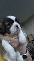 Buddy, a male Cavalier King Charles Spaniel for sale in Preston, MN – 3 of 7