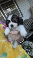 Toby cavatzu, a male Cavalier King Charles Spaniel for sale in Preston, MN – 5 of 7