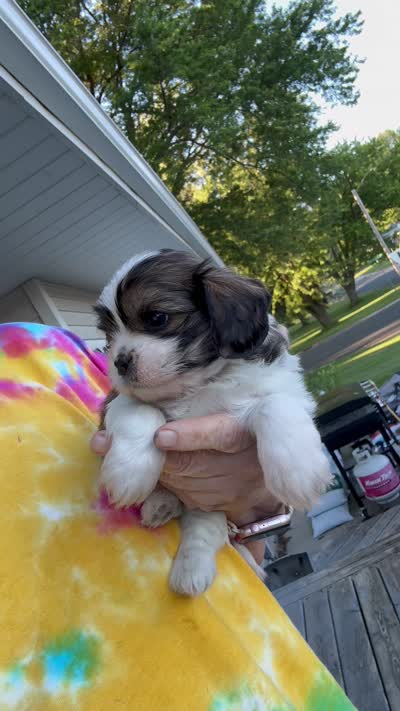 Toby cavatzu, a male Cavalier King Charles Spaniel for sale in Preston, MN – 7 of 7