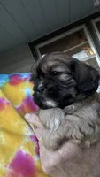 Ernie cavatzu, a male Cavalier King Charles Spaniel for sale in Preston, MN – 3 of 8