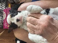 Mindy, a female Cavalier King Charles Spaniel for sale in Preston, MN – 6 of 9