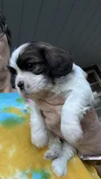 Buddy, a male Cavalier King Charles Spaniel for sale in Preston, MN – 2 of 7