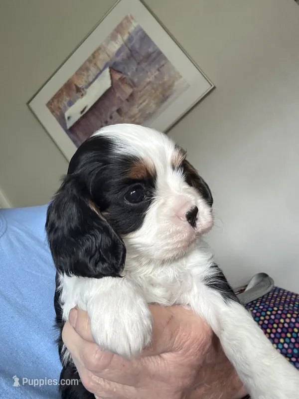 Max – Cavalier King Charles Spaniel puppy for sale in Preston, MN