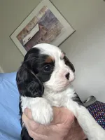 Max, a male Cavalier King Charles Spaniel for sale in Preston, MN – 1 of 7