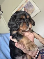 Murphy, a male Cavalier King Charles Spaniel for sale in Preston, MN – 2 of 8
