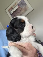 Max, a male Cavalier King Charles Spaniel for sale in Preston, MN – 7 of 7