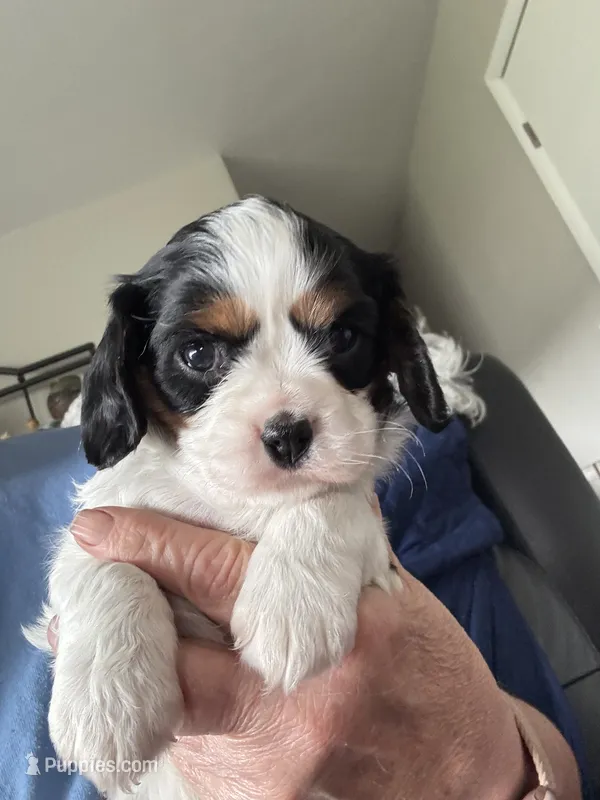 Mindy – Cavalier King Charles Spaniel puppy for sale in Preston, MN