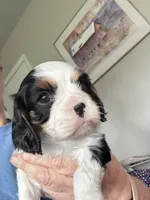 Max, a male Cavalier King Charles Spaniel for sale in Preston, MN – 3 of 7