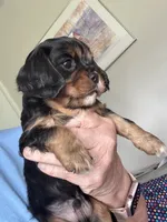 Murphy, a male Cavalier King Charles Spaniel for sale in Preston, MN – 7 of 8