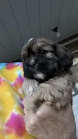 Ernie cavatzu, a male Cavalier King Charles Spaniel for sale in Preston, MN – 2 of 8