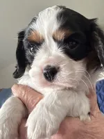 Mindy, a female Cavalier King Charles Spaniel for sale in Preston, MN – 2 of 9