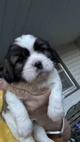 Buddy, a male Cavalier King Charles Spaniel for sale in Preston, MN – 5 of 7