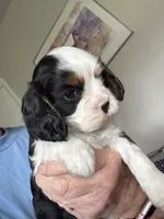 Max, a male Cavalier King Charles Spaniel for sale in Preston, MN – 4 of 7