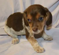 Scrappy, a female Beagle for sale in Greensboro, NC – 2 of 3