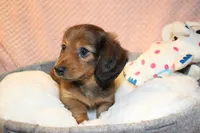 Olive, a female Miniature Dachshund for sale in Greensboro, NC – 3 of 4