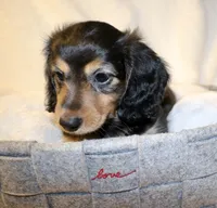 Winnie, a female Miniature Dachshund for sale in Greensboro, NC – 2 of 4