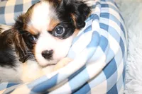Windsor, a male Cavalier King Charles Spaniel for sale in Greensboro, NC – 3 of 3