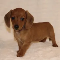 Lily, a female Miniature Dachshund for sale in Greensboro, NC – Photo 1 of 4