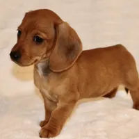 Lily, a female Miniature Dachshund for sale in Greensboro, NC – Photo 2 of 4