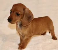 Lily, a female Miniature Dachshund for sale in Greensboro, NC – Photo 2 of 4