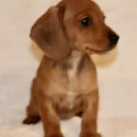 Lily, a female Miniature Dachshund for sale in Greensboro, NC – Photo 4 of 4