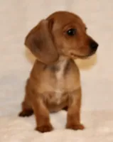 Lily, a female Miniature Dachshund for sale in Greensboro, NC – Photo 4 of 4