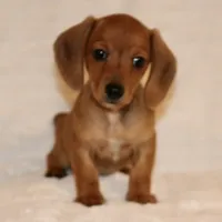 Lily, a female Miniature Dachshund for sale in Greensboro, NC – Photo 3 of 4