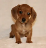 Lily, a female Miniature Dachshund for sale in Greensboro, NC – Photo 3 of 4