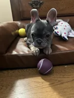 Maui, a female French Bulldog for sale in Greensboro, NC – Photo 5 of 6