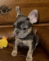 Maui, a female French Bulldog for sale in Greensboro, NC – Photo 2 of 6