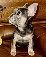 Maui, a female French Bulldog for sale in Greensboro, NC – Photo 3 of 6
