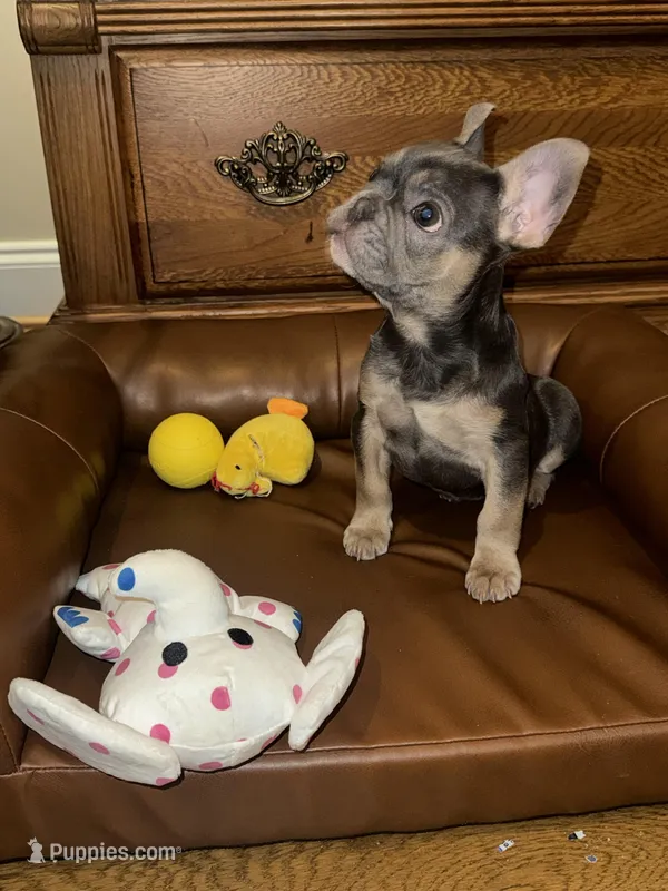 Maui – French Bulldog puppy for sale in Greensboro, NC