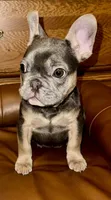 Maui, a female French Bulldog for sale in Greensboro, NC – Photo 4 of 6