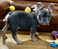 Maui, a female French Bulldog for sale in Greensboro, NC – Photo 6 of 6