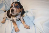 Snoopy, a male Beagle for sale in Greensboro, NC – 1 of 5