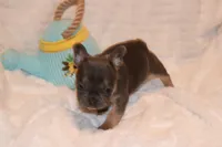 Brittany, a female French Bulldog for sale in Greensboro, NC – Photo 3 of 3