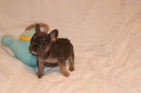 Brittany, a female French Bulldog for sale in Greensboro, NC – Photo 2 of 3