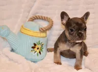 Brittany, a female French Bulldog for sale in Greensboro, NC – Photo 1 of 3