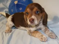 Roadie, a male Beagle for sale in Greensboro, NC – 3 of 4