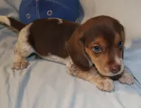 Roadie, a male Beagle for sale in Greensboro, NC – 2 of 4