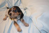 Snoopy, a male Beagle for sale in Greensboro, NC – 3 of 5