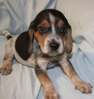 Snoopy, a male Beagle for sale in Greensboro, NC – 5 of 5