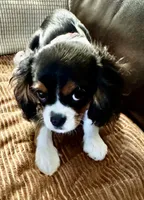 Charlie, a female Cavalier King Charles Spaniel for sale in Greensboro, NC – 2 of 2